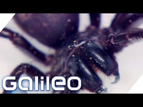 Giftigster Kontinent - Australien | Galileo | ProSieben