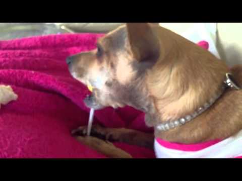 Mira loves Lalipops💞💞💞💞💞