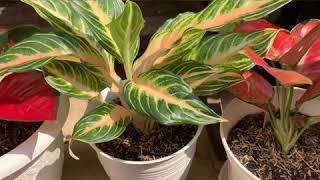 Download lagu Koleksi Aglonema Ibu Indah Curly (part 1)  #ibuindahcurly #aglonema #anggrek mp3