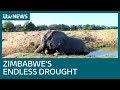 Zimbabwe S National Parks Are Graveyards Due To Drought ITV News