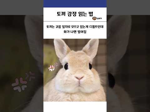 토끼 감정 읽는 법