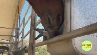 Pigeons Steal Horse's Grain