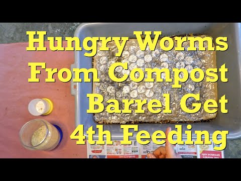 Active 64-day worm bin gets fed & a check on its cocoon nursery - vermicompost