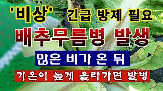 [텃밭농부 2,072]  "비상"  배추 무름병 발생 경보!  예방하지 않으면 끝장. #배추재배