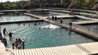 preview picture of video 'XCARET  Dolphin Swim'