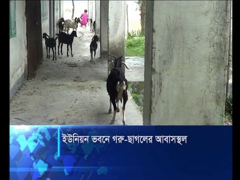 নাটোরে ইউনিয়ন ভবনে গরুছাগলের আবাসস্থল | ETV News