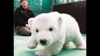 The Rentals- Waiting