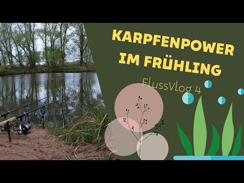 Fluss-Vlog 4 - Im Fluss haben sie einfach Power | Karpfenangeln im Frühjahr