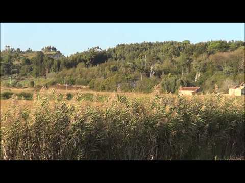 Comboio de Madeira nº 48838 - Linha do Oeste