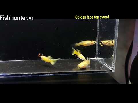 Golden Lace Top Sword Guppy 230520