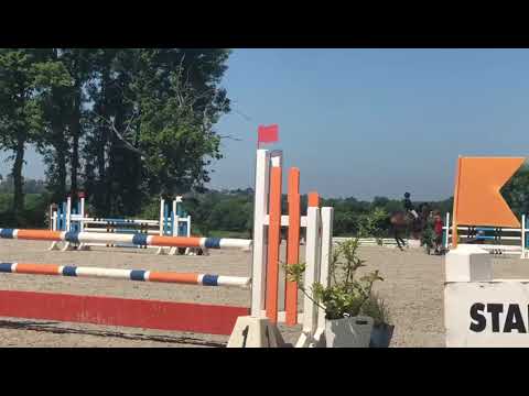 Daredevil Z (Dominator 2000 Z X Pronto) Mare 2017