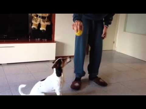 Duffy il cane salterino