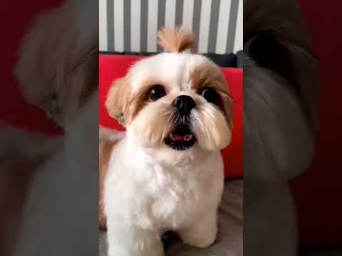 shihtzu Dog Barking| Shih Tzu barking #dogs#shihtzupuppies