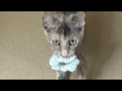 Our cat Hazel loves to play fetch!!!