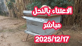 الاعتناء بالنحل في الشتاء للمحافظة على الخلايا قبل الربيع 2025/12/17