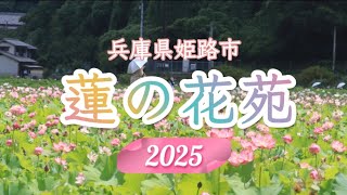 🪷ヤマサ蒲鉾蓮の花苑/兵庫県姫路市夢前町