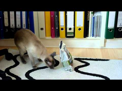 Siamese cat trying to open a package with dry food