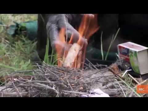 Ape Builds A Fire And Toasts Marshmallows In Amazing BBC Video