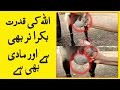 Miracle Of Allah 2must To Be Watching Please Subcribe Share Islamistudy