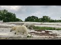 ️ Detroit Zoo Polar Bears August 6 2022