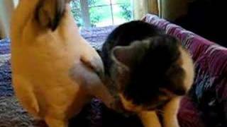 Parrot Pets A Cats Head Video