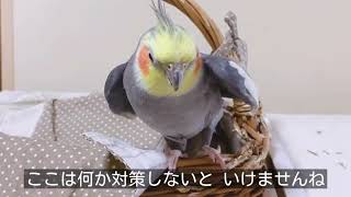 オカメインコ、自分でカゴに閉じこもってずっとおしゃべり中😂