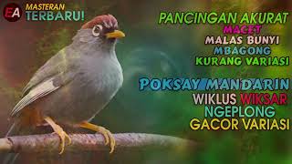 Download lagu TERAPI SUARA BURUNG POKSAY MANDARIN AGAR CEPAT BUNYI mp3