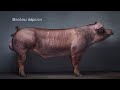 ЧЕМ КОРМИТЬ ПОРОСЯТ 🐖 САРАЙ ДЛЯ СВИНЕЙ