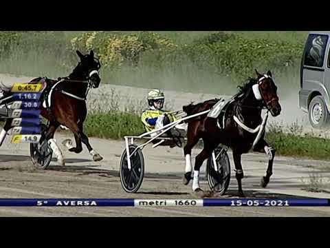 Aversa trotto 15 Maggio 2021 - 5° Corsa