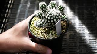 [品種紹介]多肉植物 サボテン Mammillaria gracilis 'Oruga'[マミラリア オルガ(オルーガ)]