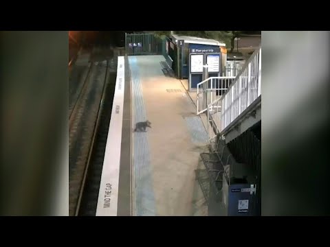 Fluffy koala ambles through Australian train station | AFP