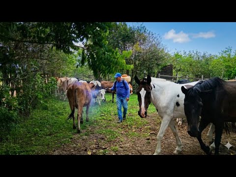 FAÇA SEMPRE ISSO | GRAVATÁ-PE 🐂🐎🌵