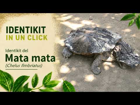 Korytnačka mata-mata (Chelus fimbriata) — bizarná amazonská korytnačka