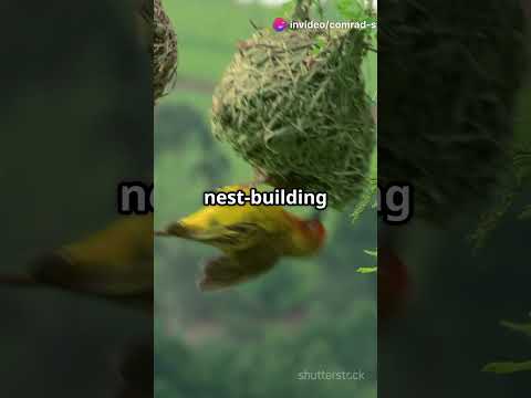 테일러버드의 비밀스러운 삶 자연의 작은 건축가 #야생동물 #산호초생물 #폭포