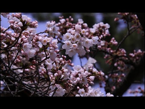 新潟白山公園の桜咲き始め