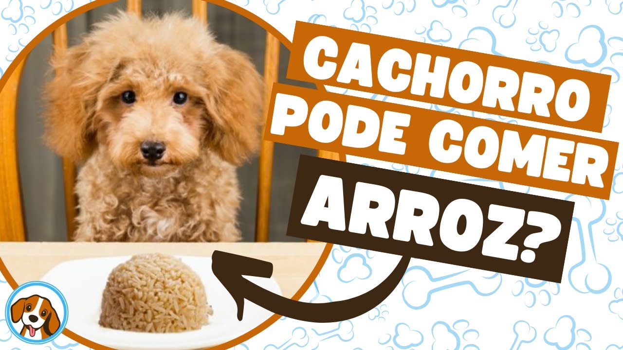 Cachorro Pode Comer Arroz? (INTEGRAL, BRANCO e COZIDO) - Alimentação Natural Para Cães