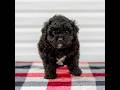 Mini Aussiedoodle dogs for sale: Chloe - Video 1