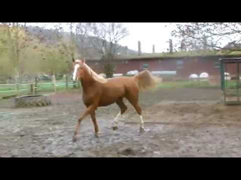 Verkauf Dressurpferd Nachwuchspferd v. Belissimo M x Londenderry x Rubin-Royal X Fleurop