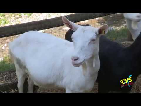 CASLINO D'ERBA - FIERA DELLE CAPRE E DEL CAPRINO DI CASLINO 2017