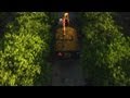 These Orange Groves Are A Feast For The Eyes
