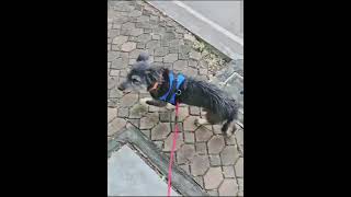 เปลี่ยนนายวิ่ง ทักทายยามเย็น✌️ CR:บิณฑ์  #บิณฑ์บรรลือฤทธิ์