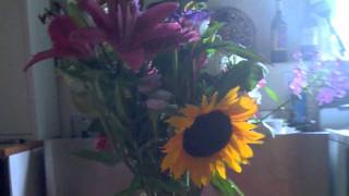 kingfisher - small brown bike