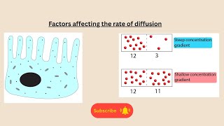 Factors affecting the rate of diffusion for AQA GCSE Biology and combined science