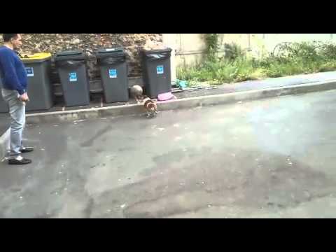 Mon chien fou de ballon