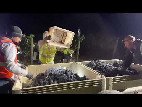 Shipping Grapes Out Of State