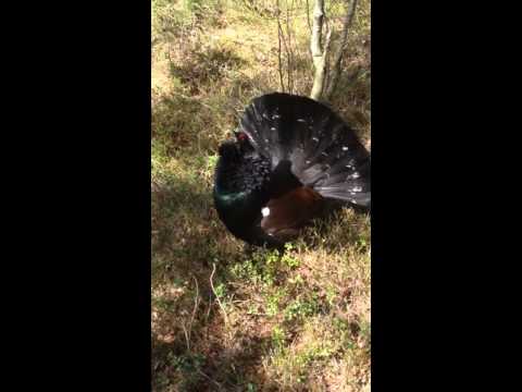 Galen Tjädertupp går till attack i Landvetter