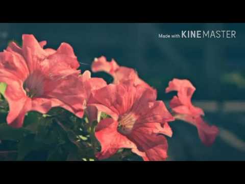 download lagu mp3 mp4 Oscar Wilde Flowers, download lagu Oscar Wilde Flowers gratis, unduh video klip Oscar Wilde Flowers