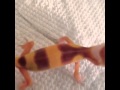 Leopard gecko scream