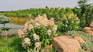 Spectacular Hydrangea Park | Relaxing Walk in Hydrangea Sea | 4K
