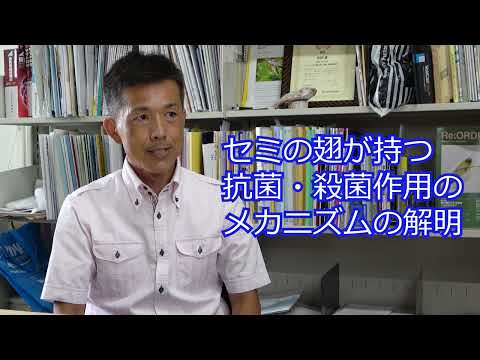 政策学科 関西大学 システム理工学部　伊藤健 教授　『昆虫から学ぶ抗菌・殺菌材料の開発』